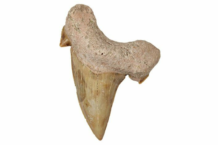 Fossil Shark Tooth (Otodus) - Morocco #353454